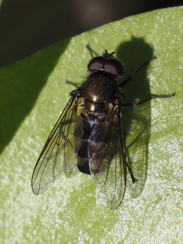 Cheilosia fasciata