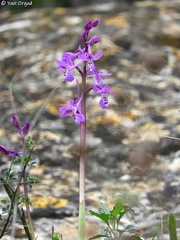 Orchis anatolica