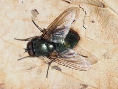 Eudasyphora