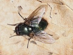 Eudasyphora