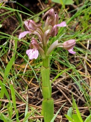 Anacamptis × feinbruniae