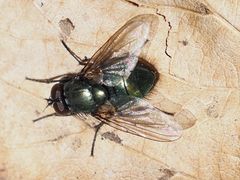 Eudasyphora