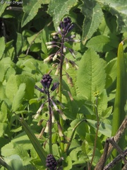 Bellevalia trifoliata