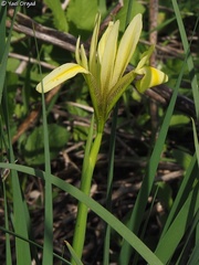 Iris grant-duffii