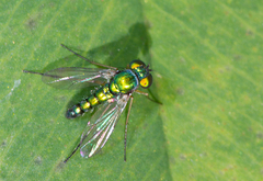 Condylostylus flavipes