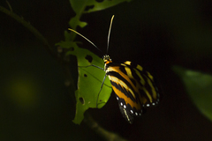 Mechanitis lysimnia utemaia