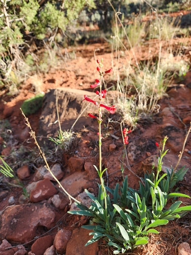 Utah Beardtongue (Penstemon utahensis)