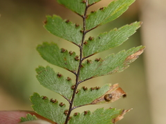Adiantum fulvum