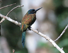 Galbula chalcothorax