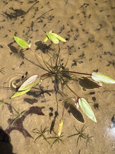 American water plantain
