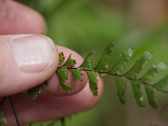 Adiantum fulvum