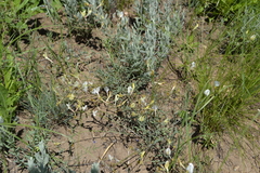 Astragalus ucrainicus