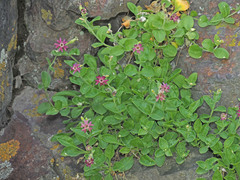 Silene pygmaea