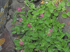 Silene pygmaea