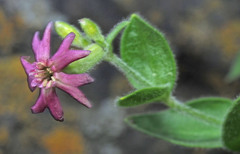 Silene pygmaea