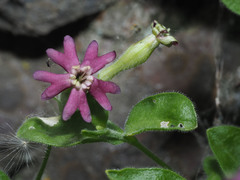 Silene pygmaea