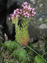 Prometheum pilosum