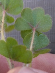 Oxalis imbricata