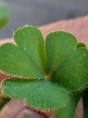 Oxalis imbricata