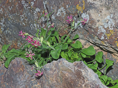Silene pygmaea