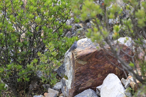Plumbeous Sierra Finch (Geospizopsis unicolor), photo 3