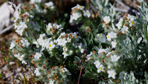 low cryptantha (Oreocarya humilis)