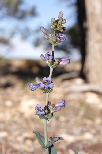 Penstemon pachyphyllus