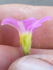 Oxalis imbricata