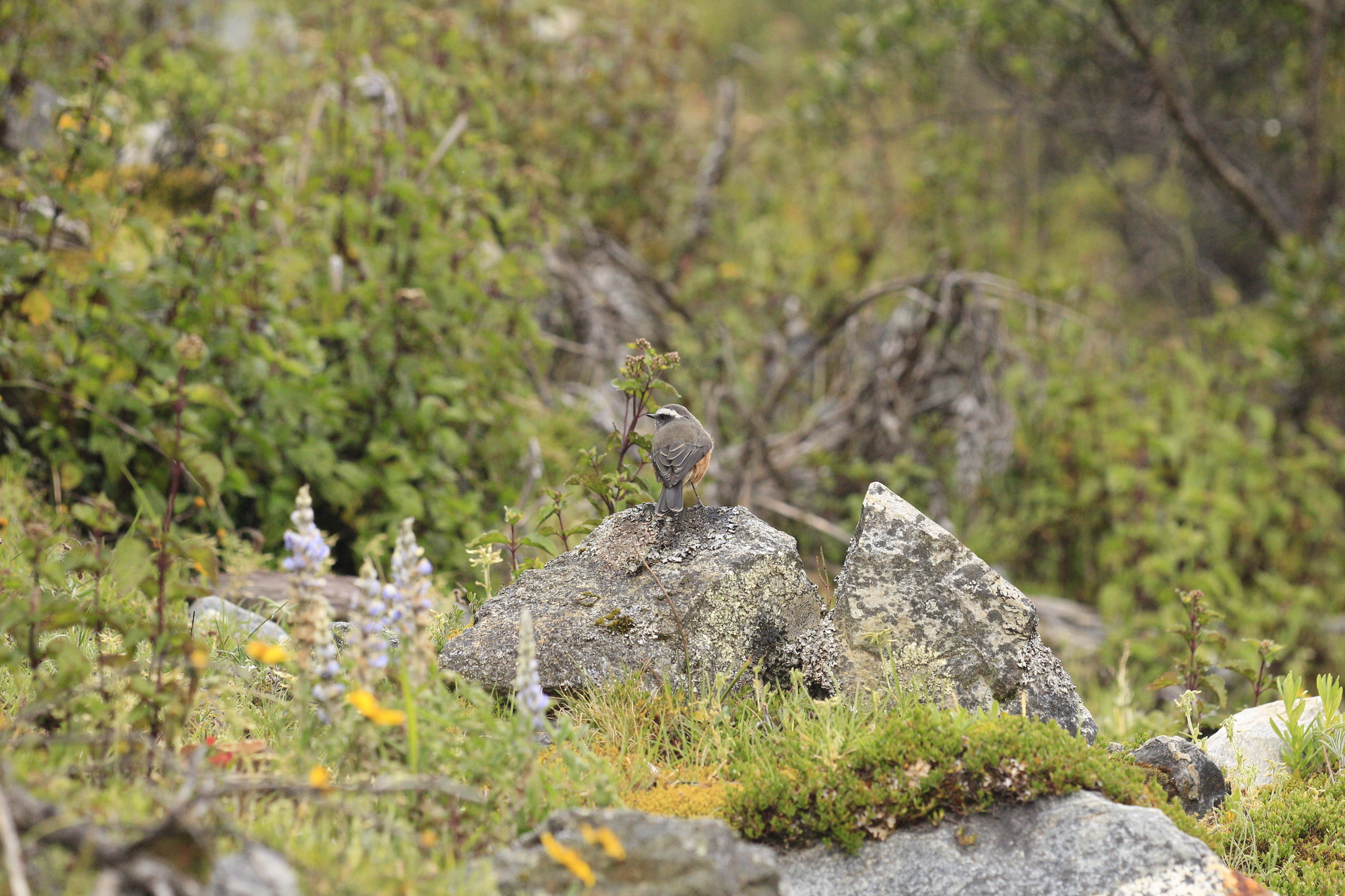 D'Orbigny's Chat-Tyrant (Ochthoeca oenanthoides), photo 2