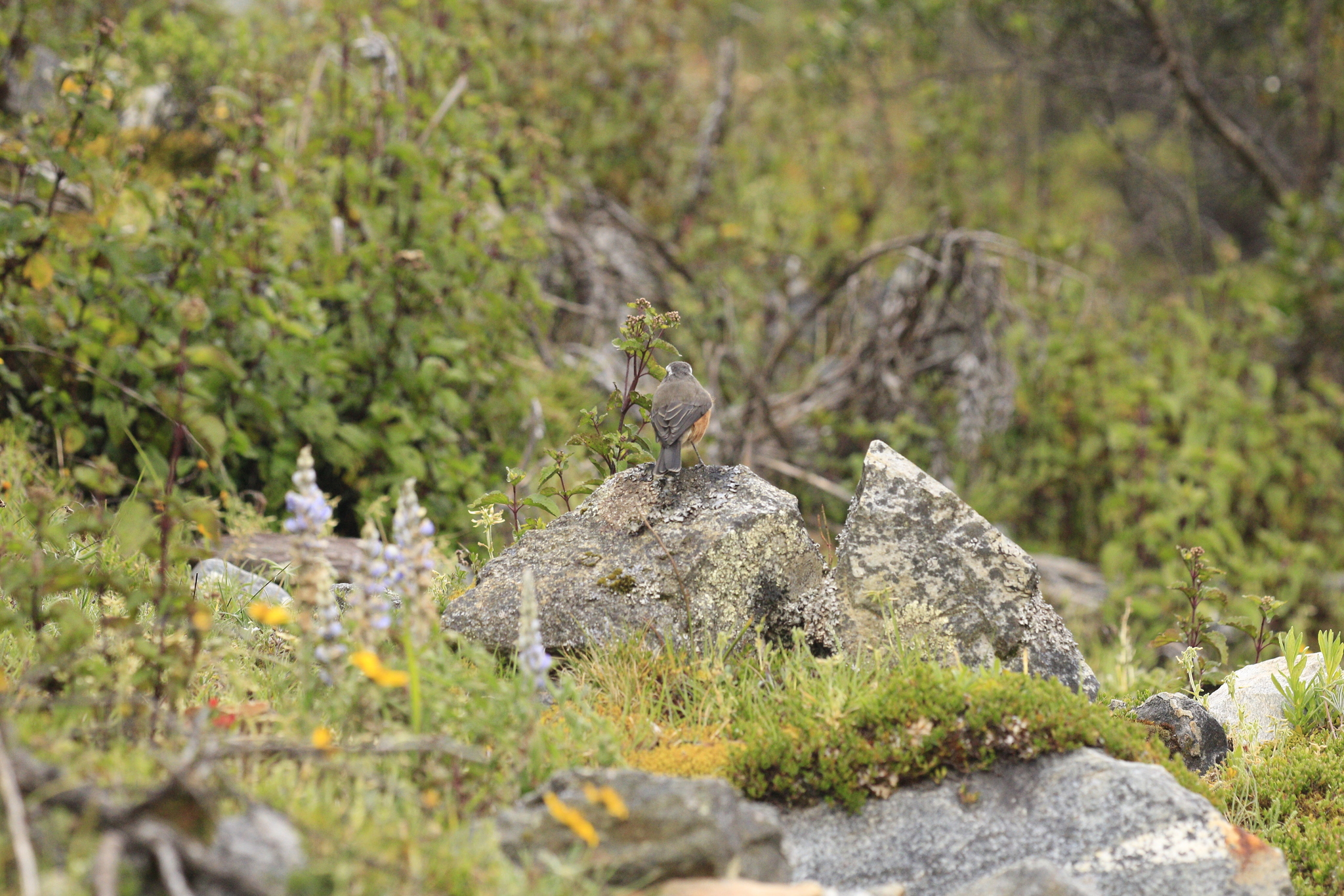 D'Orbigny's Chat-Tyrant (Ochthoeca oenanthoides), photo 3