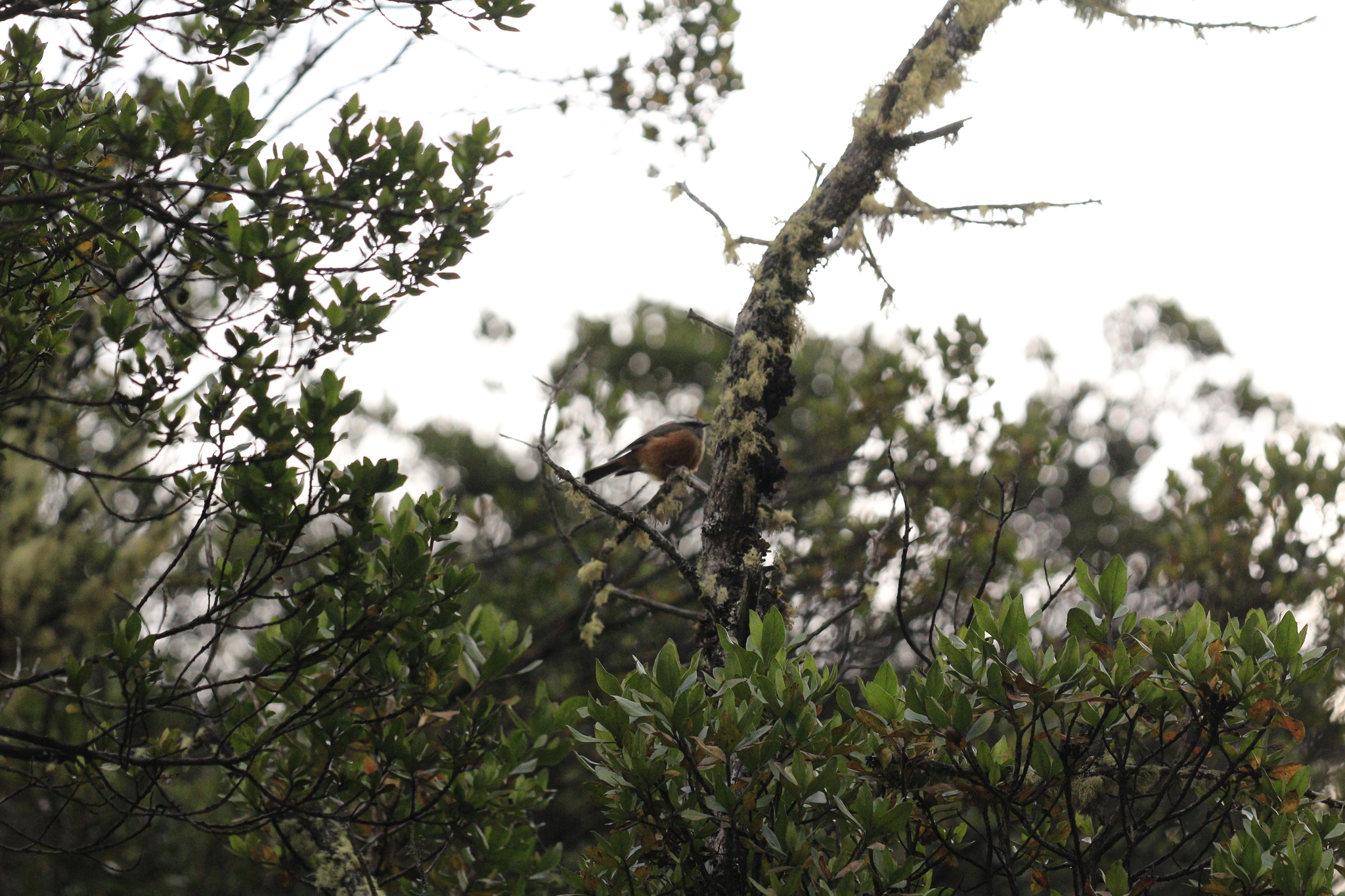 D'Orbigny's Chat-Tyrant (Ochthoeca oenanthoides), photo 4