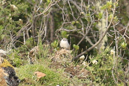Ash-breasted Sierra Finch (Geospizopsis plebejus), photo 5