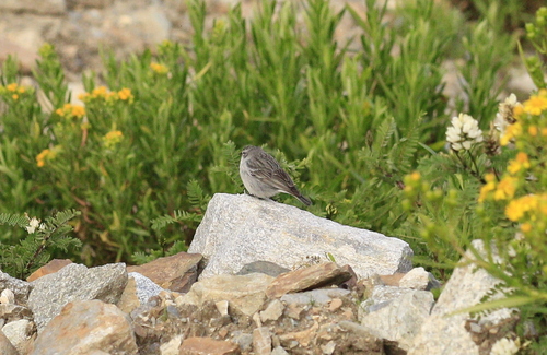 Ash-breasted Sierra Finch (Geospizopsis plebejus), photo 4