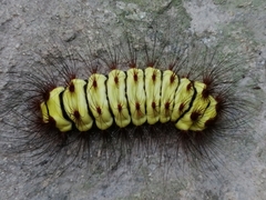 Megalopyge lanata