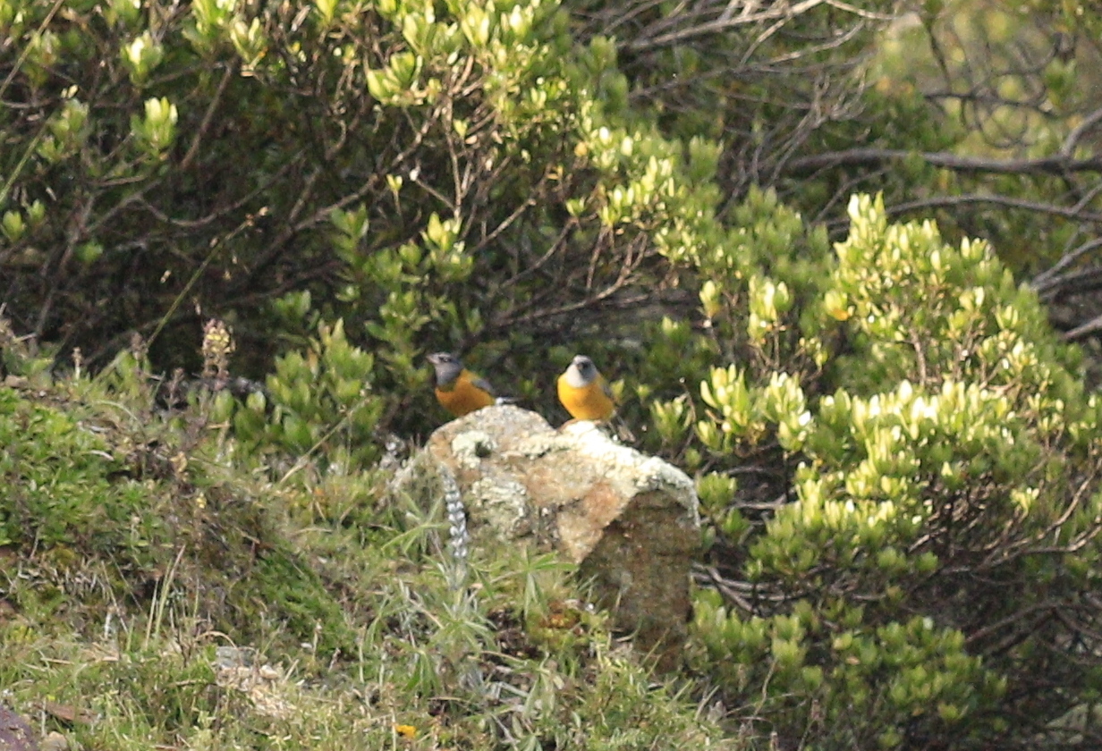 Peruvian Sierra Finch (Phrygilus punensis), photo 10
