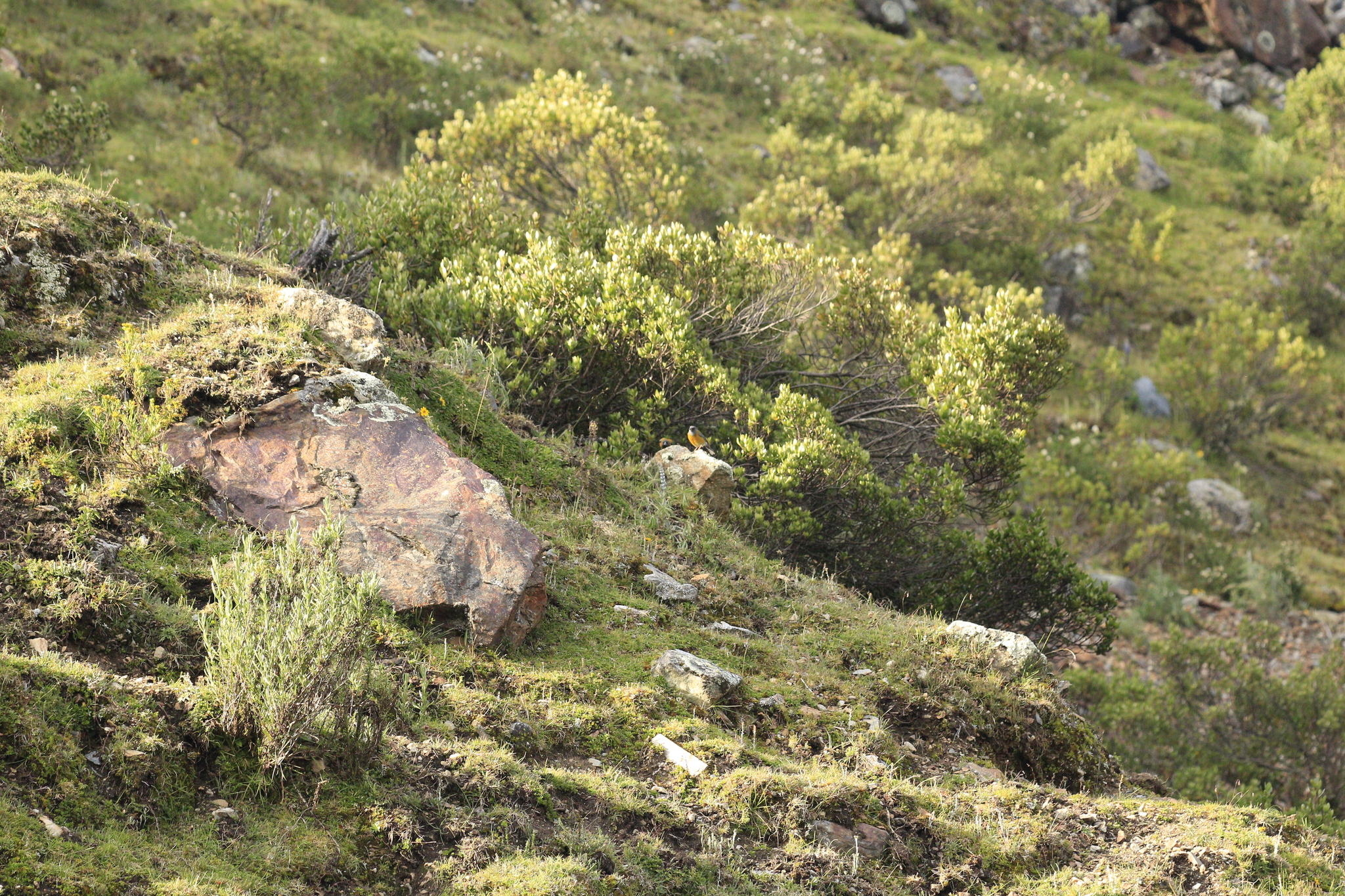 Peruvian Sierra Finch (Phrygilus punensis), photo 9