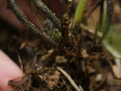 Asplenium lamprophyllum