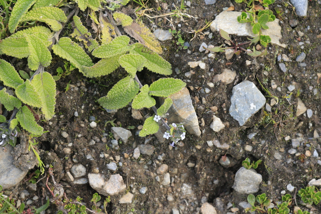 Lepechinia meyenii; photograph author not stated, no rights reserved