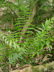 Asplenium lamprophyllum