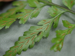 Asplenium lamprophyllum