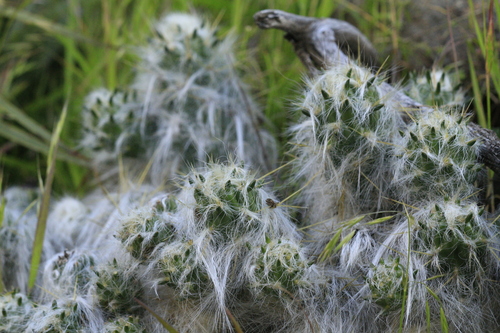 waraqu (Austrocylindropuntia floccosa)
