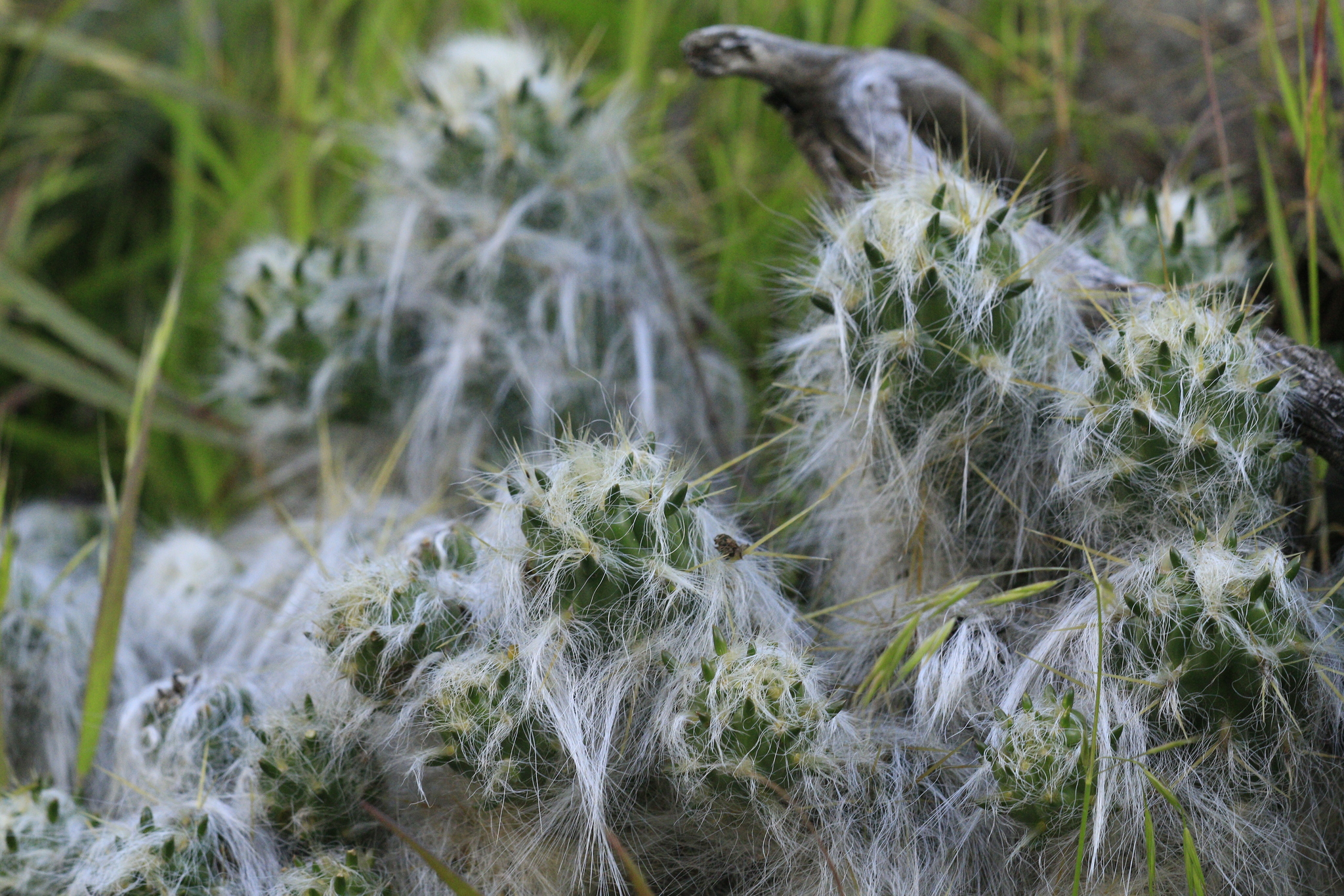 Waraqu (Austrocylindropuntia floccosa)