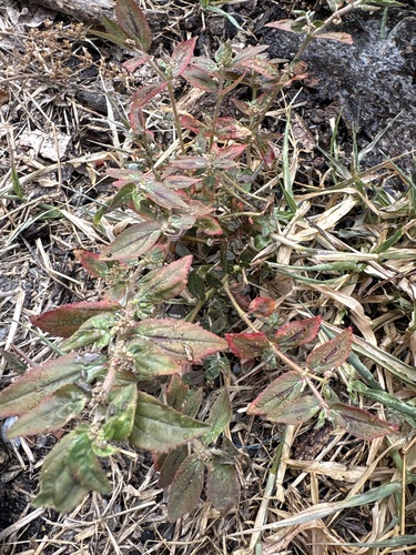 Asthma Plant
