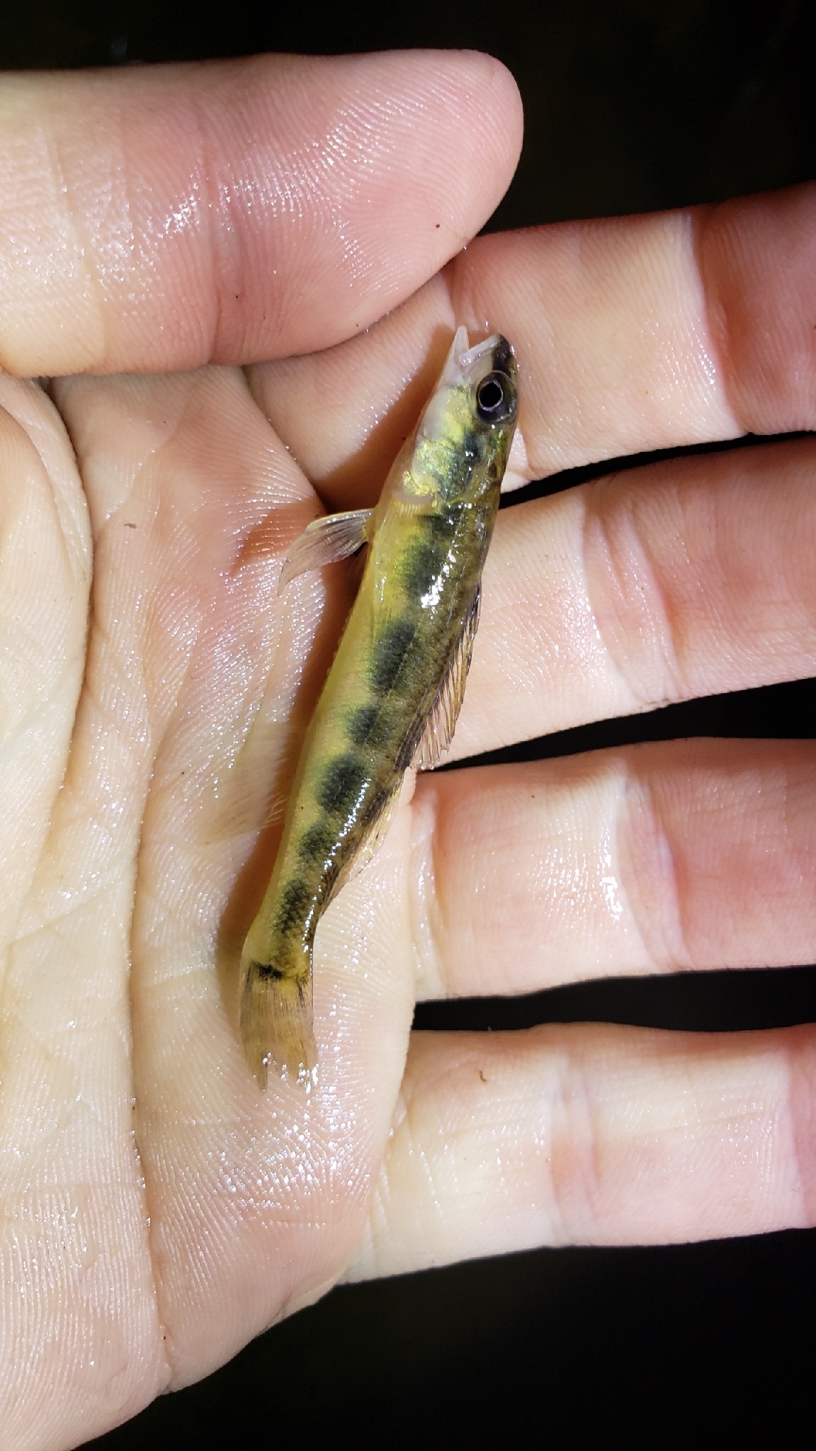 Stripeback Darter photo 4