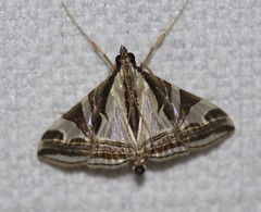 Agrioglypta excelsalis