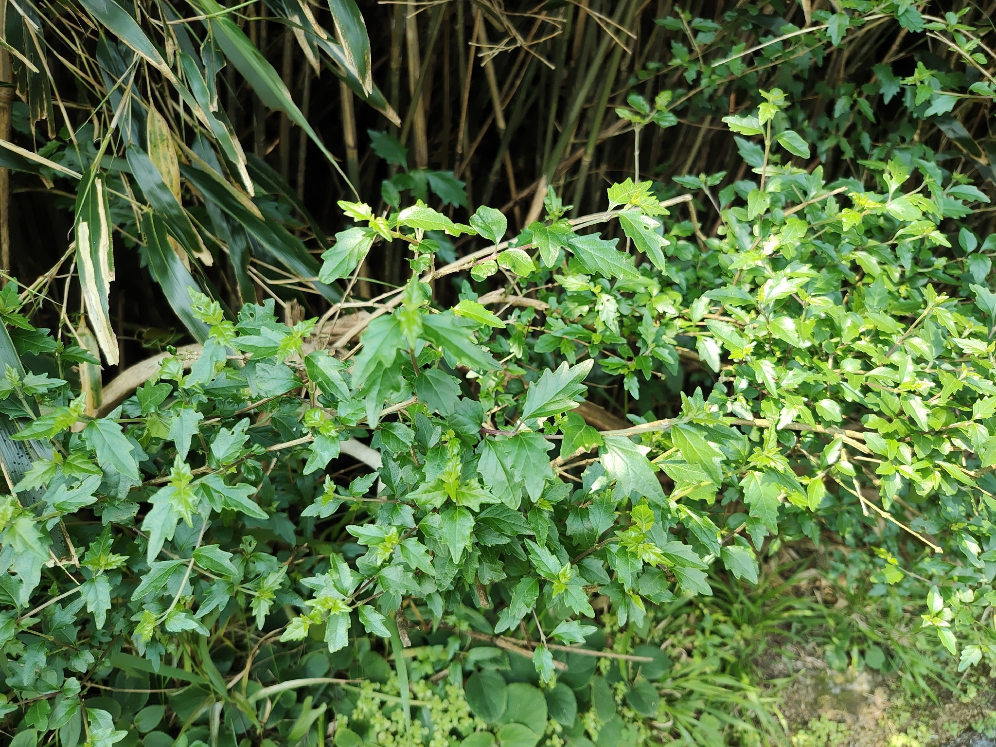 Imagem de Premna microphylla