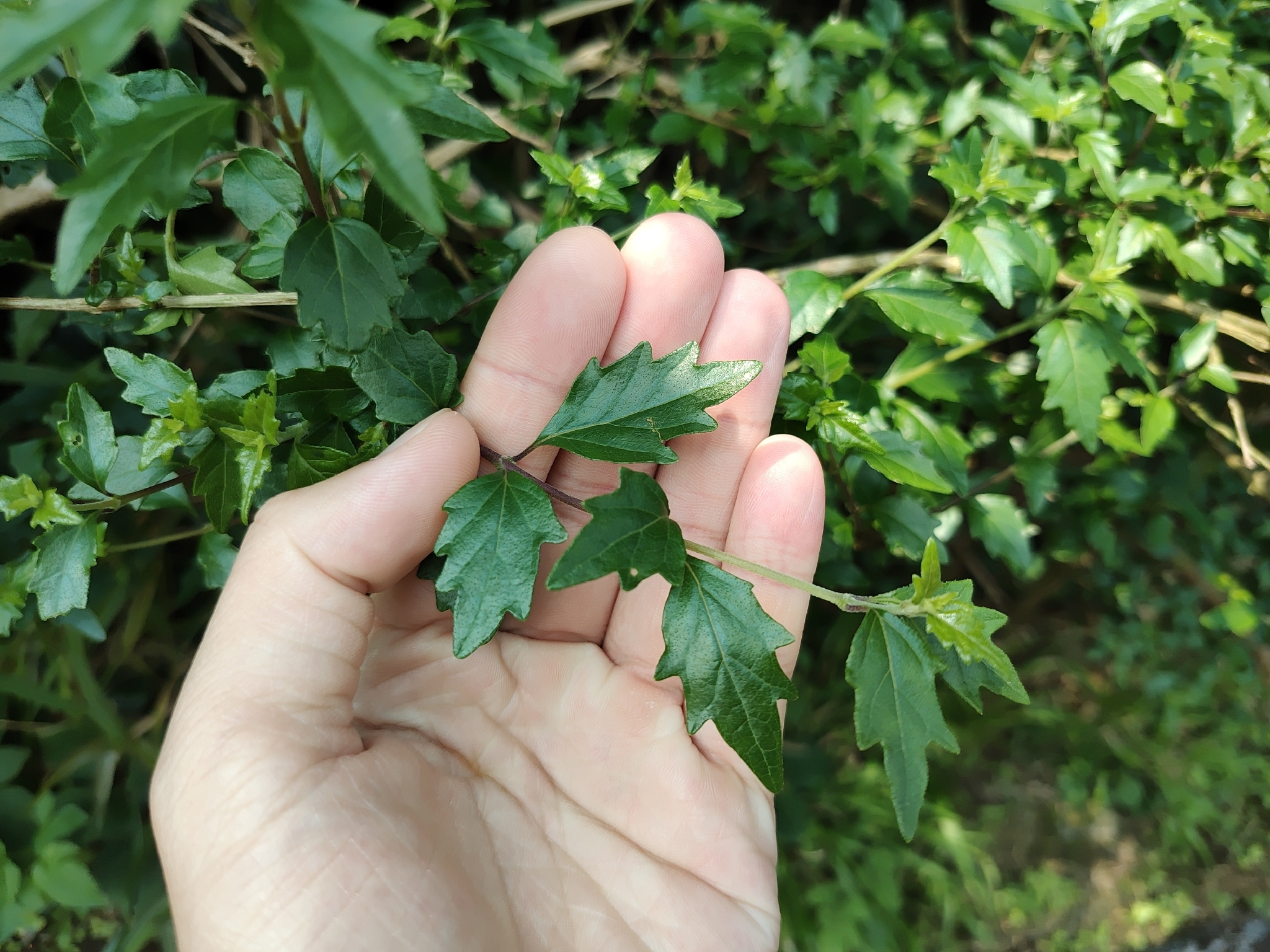 Imagem de Premna microphylla