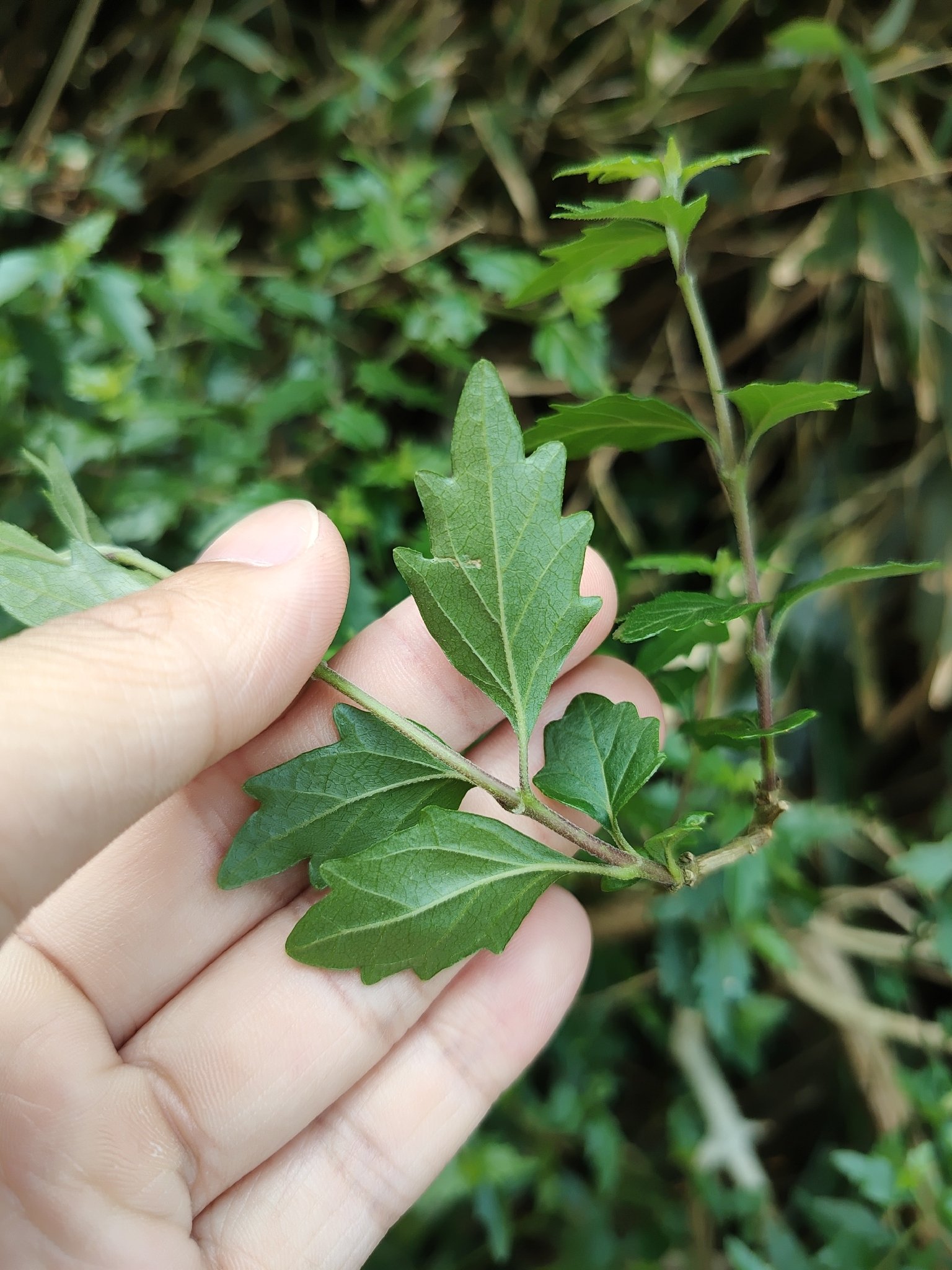 Imagem de Premna microphylla