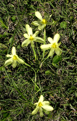 Moraea bulbillifera