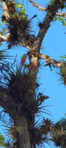 Tillandsia lampropoda, photograph 5